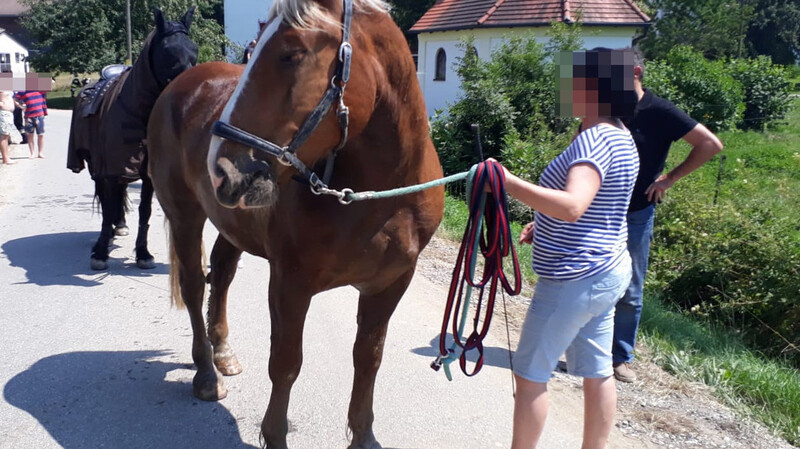 Nach einer tierärztlichen Untersuchung konnte das Pferd mit seiner Besitzerin den Heimweg antreten.