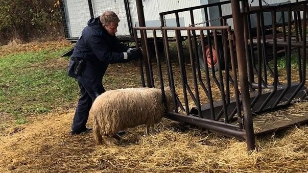 Ein Polizist befreite das Schaf in Bad Abbach schließlich aus dem Futterstand.