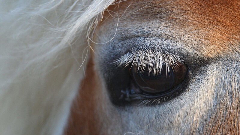 In Ittling wurde am Samstag ein Pferd auf einer Koppel verletzt. Das Werk eines Tierquälers? (Symbolbild)