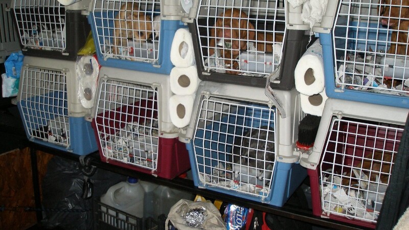 In diesen Transportboxen hatten Ungarn zwölf Hundewelpen nach Deutschland eingeführt.