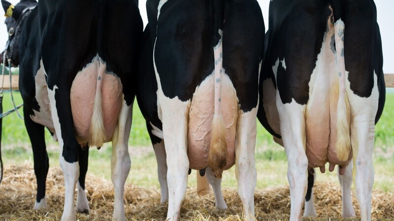Milchkrise: EU-Staaten wollen leidenden Bauern helfen. (Foto: Sebastian Kahnert/dpa)