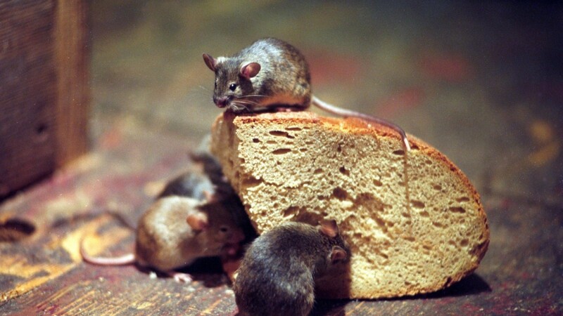 Süß sind sie ja, aber in öffentlichen Gebäuden sind Mäuse trotzdem nicht gern gesehen. (Foto: dpa/Matthias Hiekel)