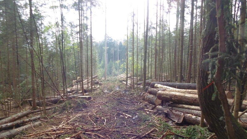 Bei der Schadholzaufarbeitung hat man keine Wahl. Zuviel Holz muss in kürzester Zeit aus den Beständen. Reguläre Forstwirtschaft würde nur einen Bruchteil der Hiebsmasse ernten, die Waldbestände würden sich für viele Betrachter nur unmerklich verändern.