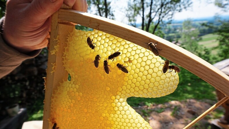David Junker setzt auf den Naturwabenbau. Über Wachsdrüsen schwitzen Bienen Umweltgifte aus.