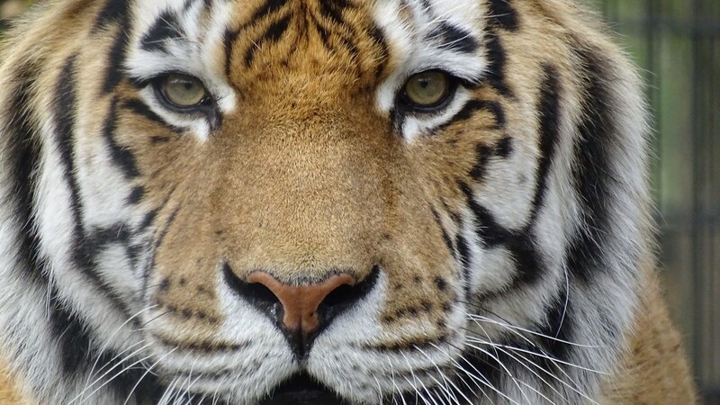 Tiger "Claudius" ist am vergangenen Mittwoch an Nierenversagen gestorben.