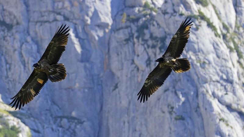 Die beiden ausgewilderten Bartgeier Wally und Bavaria fliegen im Nationalpark Berchtesgaden.