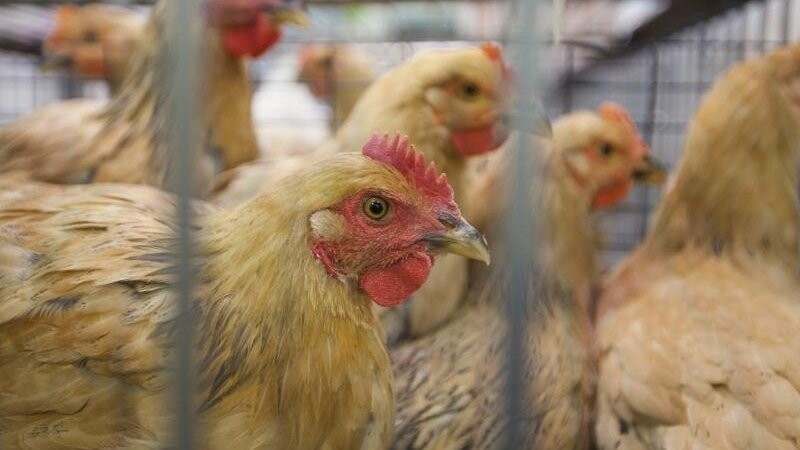 Ab Freitag ist die Stallpflicht im Landkreis Landshut aufgehoben: Hühner und anderes Geflügel dürfen wieder ins Freie. (Symbolfoto)