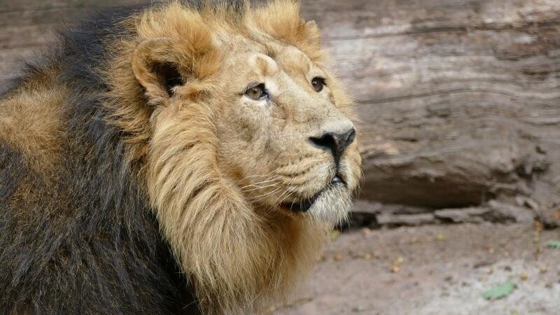 Löwenmännchen Subali im Nürnberger Zoo wurde eingeschläfert.