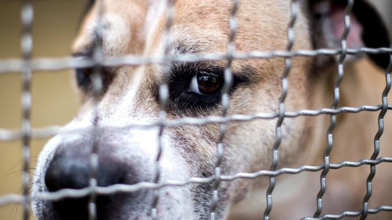 Der Staffordshire-Terrier-Mischling "Chico" soll seine beiden Besitzer getötet haben. In Hessen kam ein Säugling durch den Biss eines Mischlingshundes, vermutlich auch ein Staffordshire-Mix, ebenfalls zu Tode.