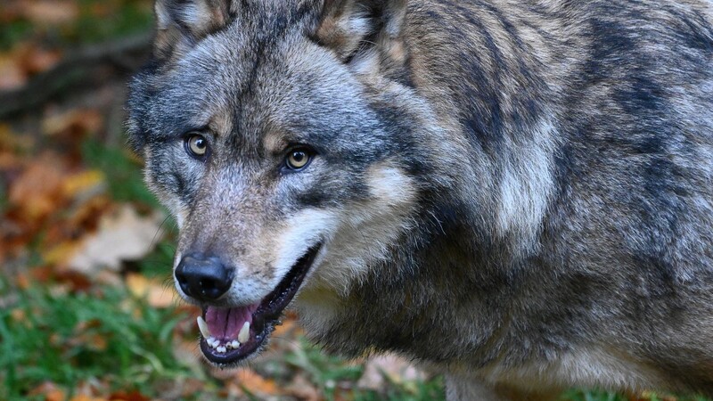 Dem Bundesamt für Naturschutz zufolge leben in Deutschland aktuell knapp 1.200 Wölfe.