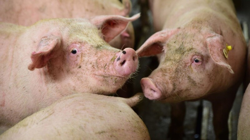 Zum Stichtag 3. November lag der Schweinebestand in Deutschland bei 21,3 Millionen Tieren.