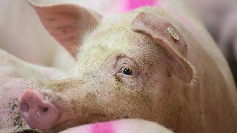 Besonders bei der Schweinehaltung gibt es auf Bundes- und Landesebene immer weniger Einzelbetriebe. Die Zahl der gehaltenen Tiere jedoch reduziert sich kaum. (Symbolbild)