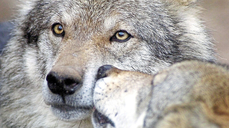 Der Bayerische Bauernverband plädiert für eine grenzübergreifende Lösung des Wolfsproblems.