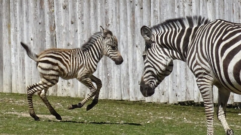 Das kleine Zebra präsentiert sich als äußerst munter und wild! In großen Kreisen galoppiert es um die Mutter herum.