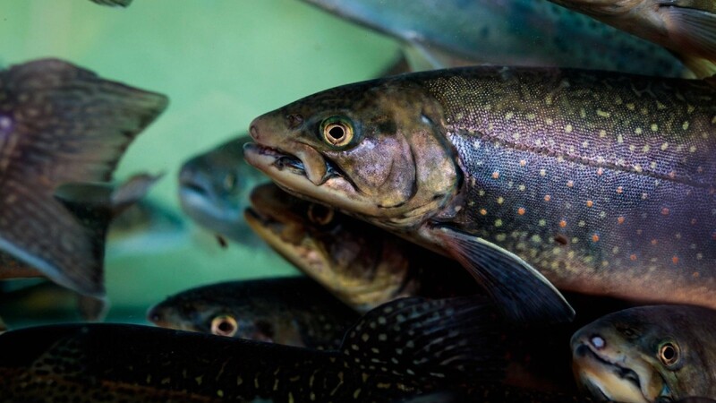 Das Landratsamt Altötting warnt vor dem Verzehr von Fischen, die in der Alz gefangen wurden. Der Grund sind die jüngsten Untersuchungen des Landesamts für Gesundheit und Lebensmittelsicherheit (LGL).