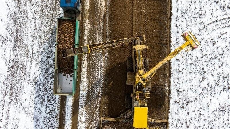 Geerntete Zuckerrüben werden in Geiselhöring auf einen Lastwagen geladen.