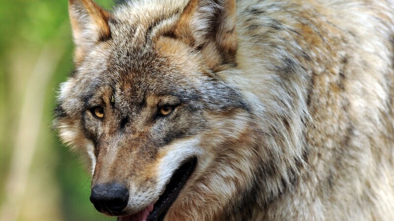 Im östlichen Landkreis Neustadt/WN lief Ende Januar ein Wolf durch eine Fotofalle. (Symbolbild)