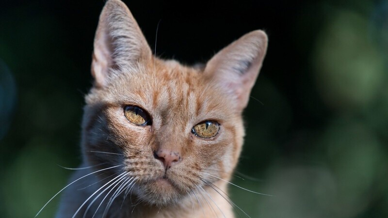 Ein Unbekannter hat im Rottal einer Katze ins Auge geschossen. (Symbolbild)