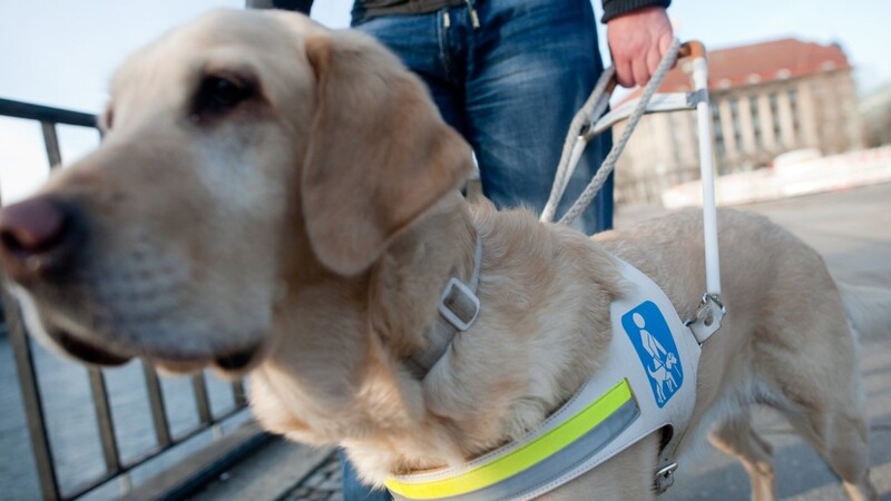 Bei der Sozial- und Rechtsberatung geht es auch um den individuellen Hilfebedarf, wie etwa den Einsatz eines Blindenhundes.