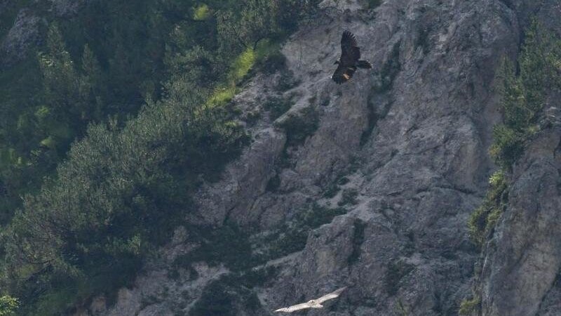 Wally und Bavaria fliegen im Nationalpark Berchtesgaden durch die Lüfte. Dieses Foto ist allerdings schon mehrere Wochen alt. Seit Ende November wird der Kontakt zu den Tieren immer sporadischer.