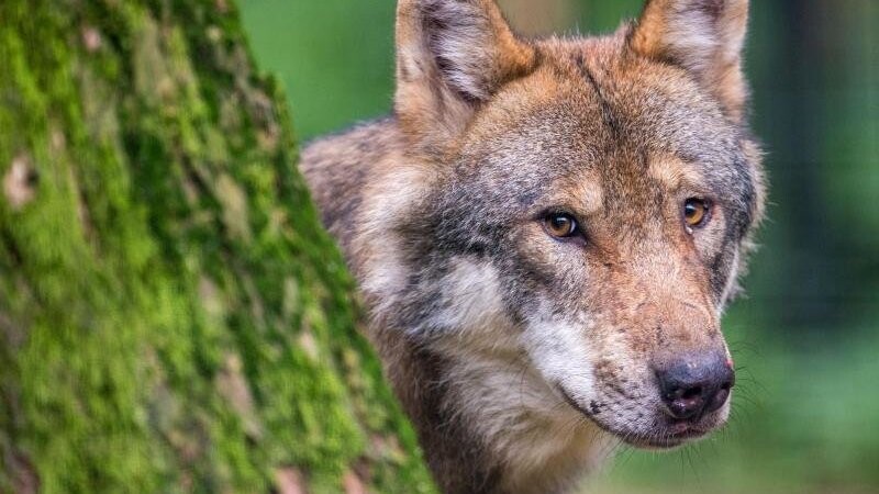 In Bayern war der Wolf vom Abschuss bedroht - nun stellte sich heraus, dass er bereits seit Längerem tot ist. (Symbolbild)