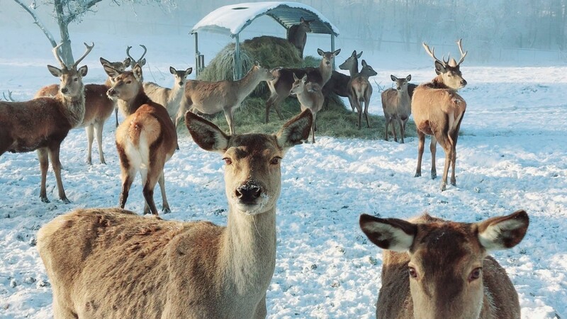 Der Schnee macht den Tieren im Hirschgehege Denkzell wenig aus.