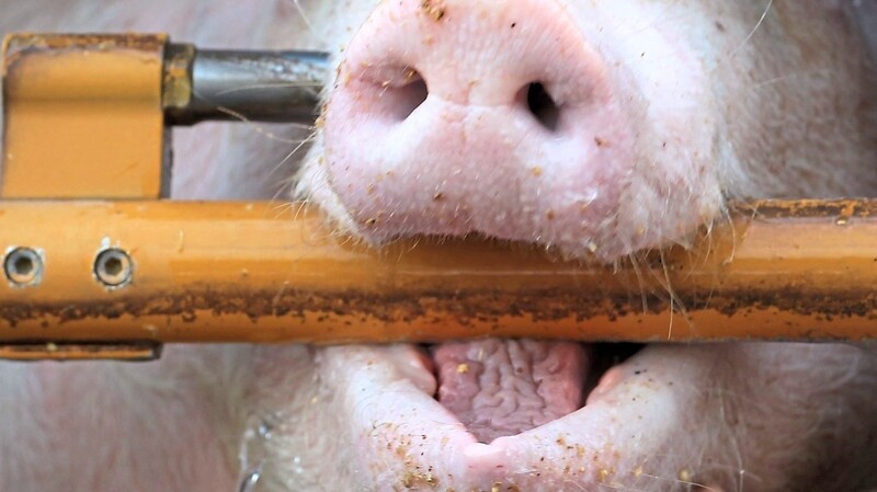 Quiekende Schweine, eingepferchte Rinder: Tiere werden manchmal auf qualvolle Weise transportiert. Damit soll nun zumindest in Bayern Schluss sein. (Symbolbild)