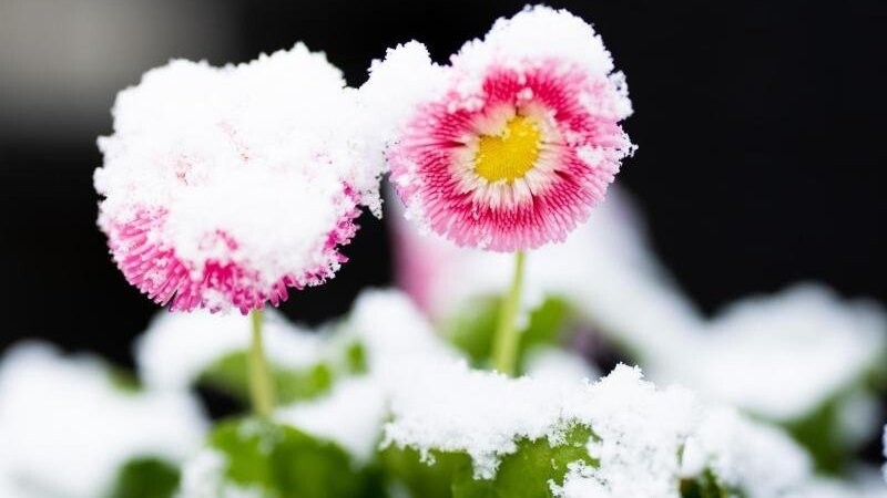 Gänseblümchen (Bellis), auch Tausendschön genannt, sind nach einem Schneeschauer mit Schnee bedeckt. Foto: Rolf Vennenbernd/dpa/Archivbild