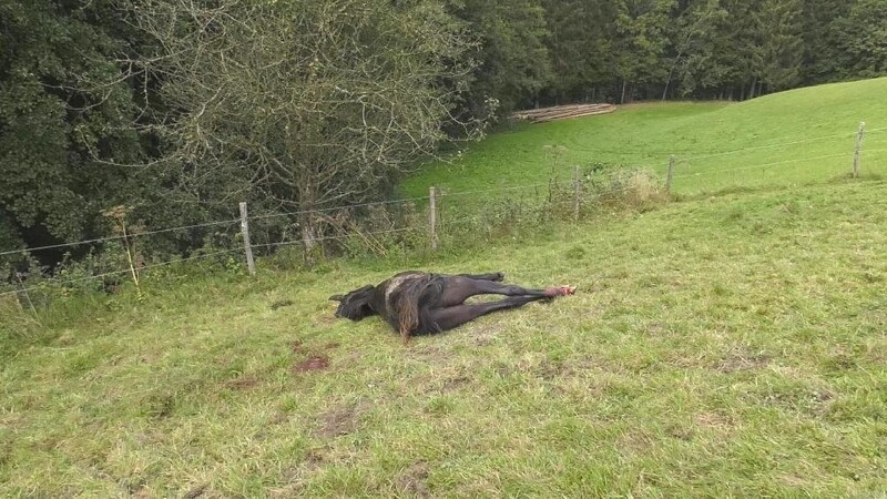 In Haarbach wurde am 29. September ein Pferd tot aufgefunden. Das Tier hatte laut Polizei auffällige Verletzungen.