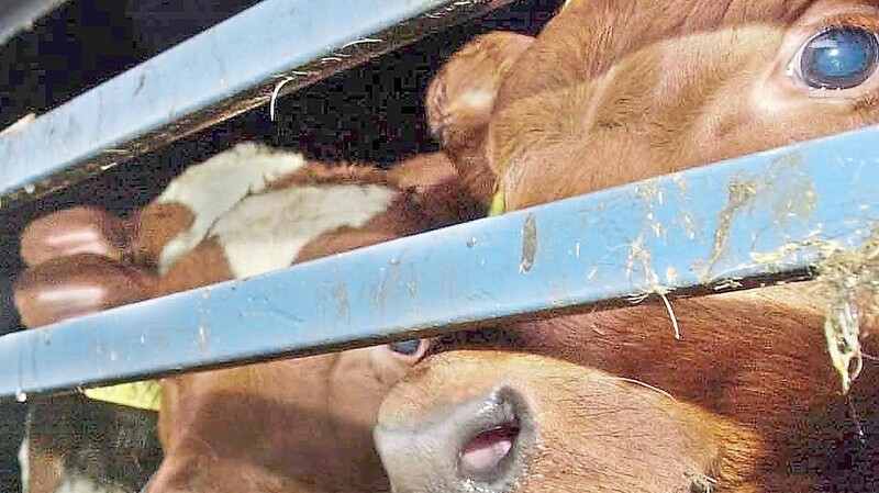 Veterinäramt Landshut stellt wegen fehlender Versorgungsmöglichkeiten erneut keine Vorzeugnisse für Rinder-Transporte in bestimmte Drittländer aus (Symbolbild).