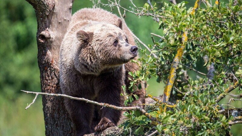 Ein Braunbär in einem Wildpark (Symbolbild). Nach Angaben des Bayerischen Landesamtes für Umwelt befindet sich die nächste Bären-Population im von Bayern etwa 120 Kilometer entfernten italienischen Trentino.