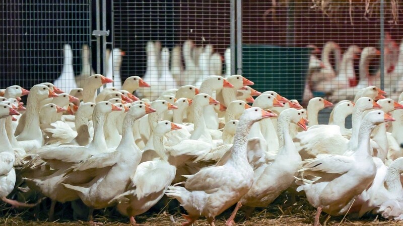 Die Kreisverwaltungsbehörden hätten Allgemeinverfügungen erlassen, um eine Einschleppung der auch als Vogelgrippe bekannten Krankheit nach Bayern zu verhindern. (Symbolbild)