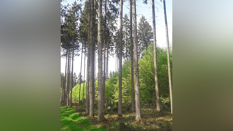 Josef Gölzhäuser aus Oberschneiding bewirtschaftet seinen Wald seit rund 25 Jahren nachhaltig. Aus einer Fichten-Monokultur ist durch den Waldumbau ein stabiler Mischbestand geworden.