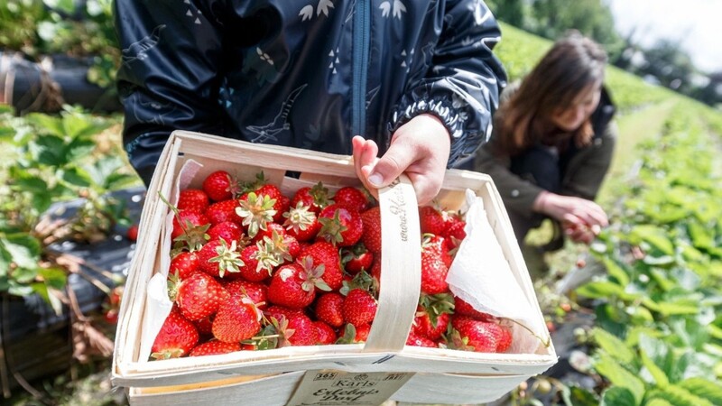 Eine Mutter pflückt mit ihrem Sohn zu Saisonbeginn die ersten Erdbeeren auf einem Feld.
