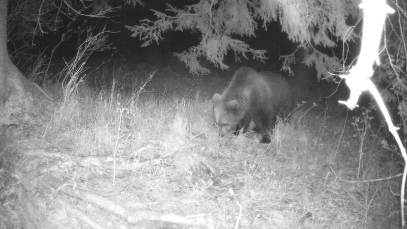 Eine Wildtierkamera hat am 2.5.2022 im Landkreis Garmisch-Partenkirchen einen Braunbären aufgenommen.