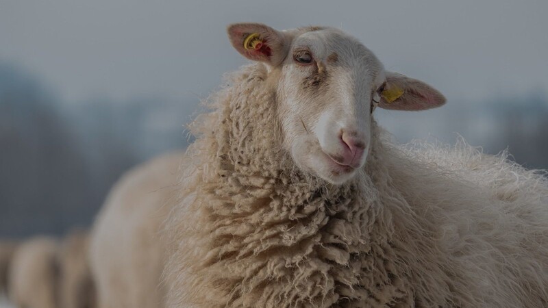 Schafe sind immer wieder ein Blickfang.