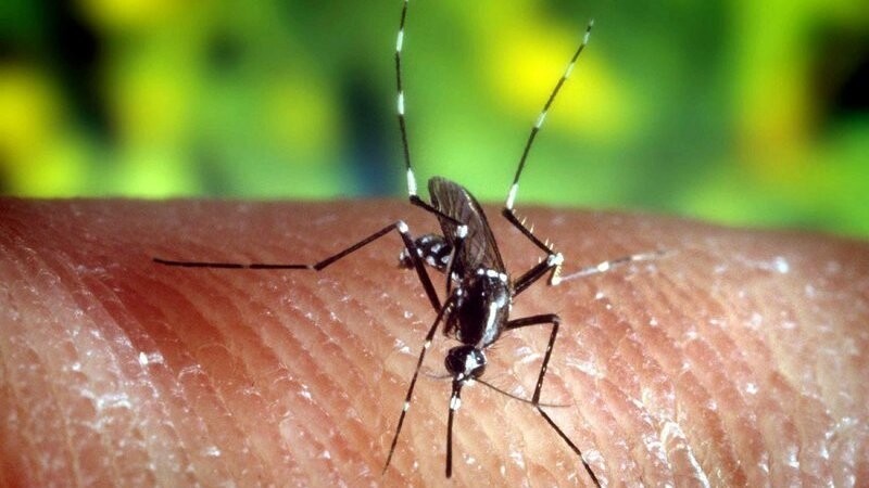 Eine Asiatische Tigermücke (Aedes albopictus), die unter anderem auch in Westafrika vorkommt, aus der Familie der Stechmücken, auf der menschlichen Haut (undatiertes Archivfoto).