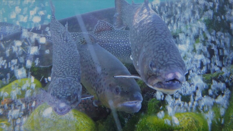 Ist das schon der Klimawandel? Die Donaufischer beobachten Veränderungen im Artenbestand in der Donau. (Symbolbild)