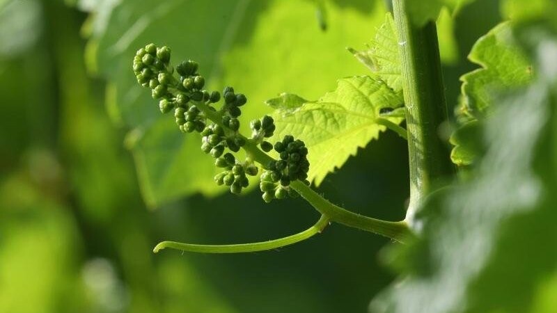 Die Sonne scheint auf junge Weintrauben in der Weinlage Escherndorfer Lump.