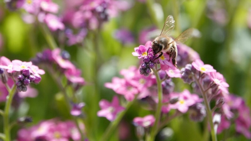 "Rettet die Bienen" gab Anfang 2019 den Anstoß für das bayerische Artenschutzgesetz.