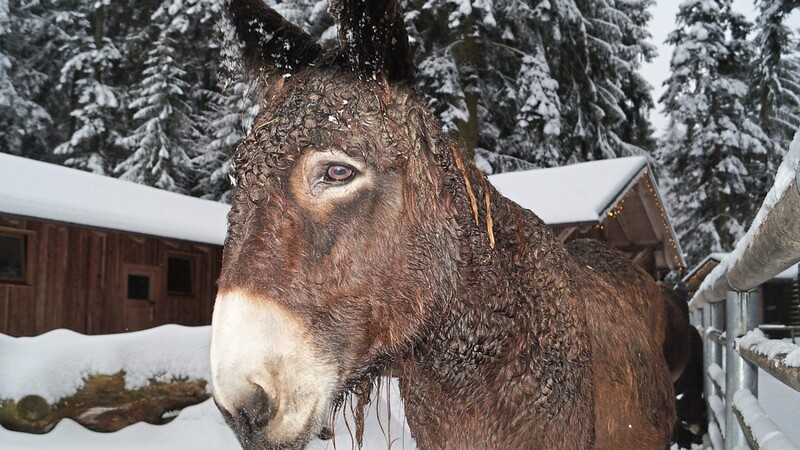 Im letzten Winter war "Lilly" schon eine stattliche Dame. Die Steiermarker Tierfreunde schlossen die kecke Eseldame sofort ins Herz. Claudia Schuh weiß, dass sie dort in besten Händen ist.