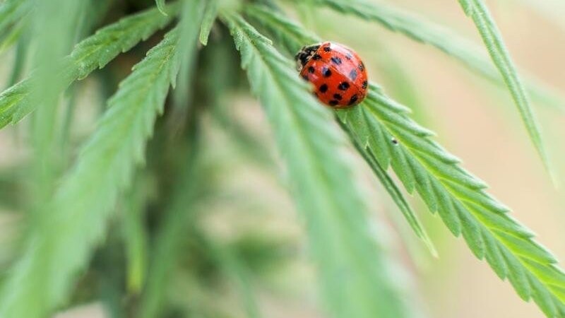 Ein Marienkäfer sitzt auf einer Cannabispflanze (Symbolfoto).