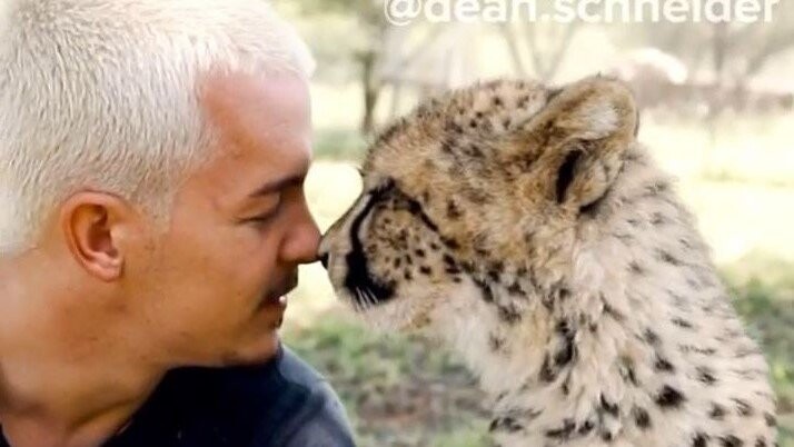Hautnah mit Geparden: Dean Schneider lebt auf seiner Farm in Südafrika seinen Traum.
