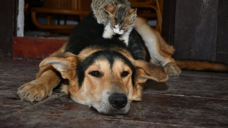 Es gibt keine Hinweise darauf, dass Haustiere bei der Übertragung des Corona-Virus eine Gefahr für den Menschen darstellen. (Symbolbild)