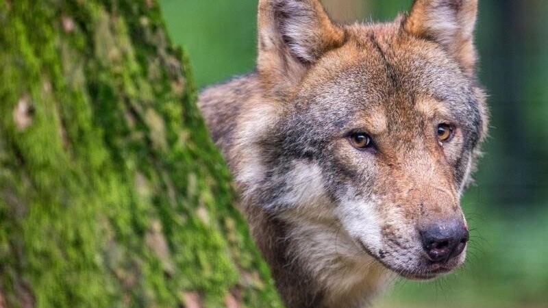 Ein Wolf schaut in einem Wildpark in seinem Gehege hinter einem Baum hervor.
