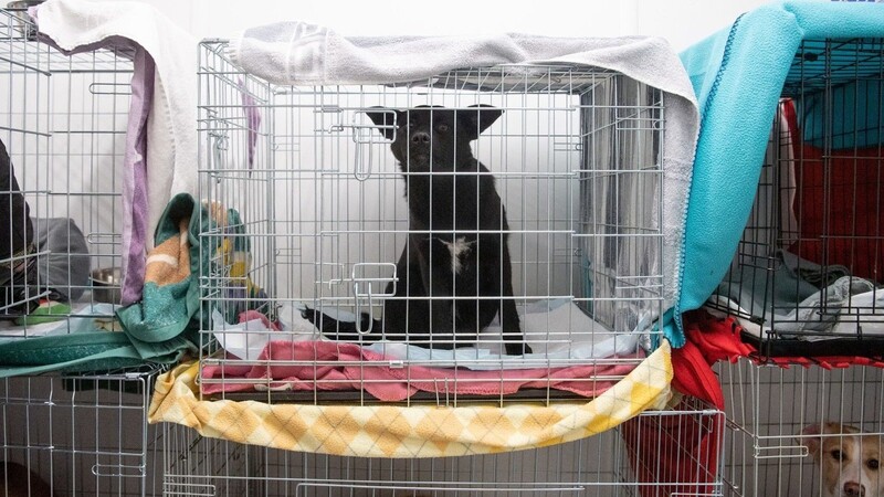 Ein Hund, der aus der Ukraine gerettet wurde, sitzt auf einem verlassenen Landwirtschaftsbetrieb nahe der Grenze zur Ukraine in einer Box.
