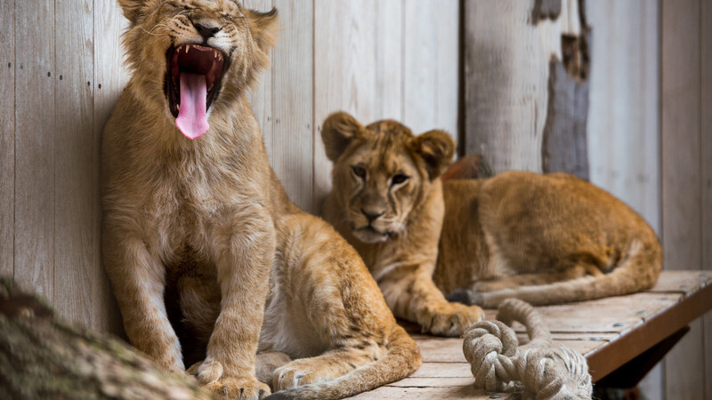 "Shari" heißt die ruhige junge Löwin, ihr fauchender Bruder wird von den Lions benannt.(Foto: Mathias Adam)