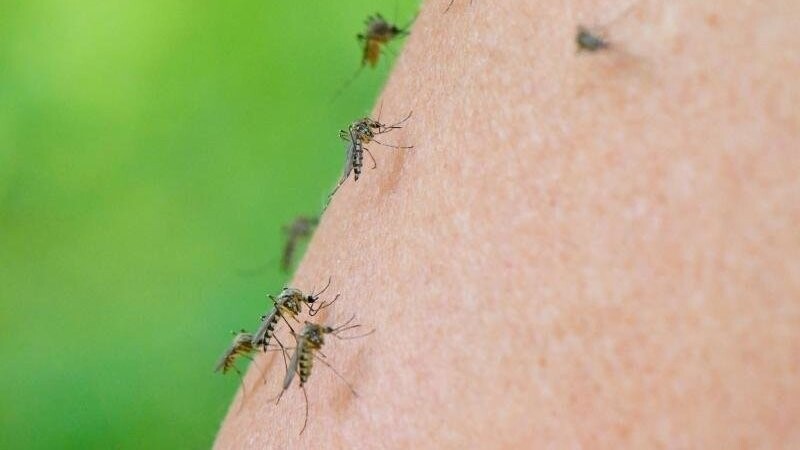 Mücken der Art Aedes vexans sitzen auf dem Arm einer Frau.