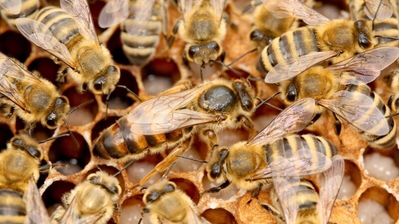 Laut dem stellvertretenden Sprecher des Volksbegehrens, Bernhard Suttner, sind "54 Prozent der Bienen bedroht".