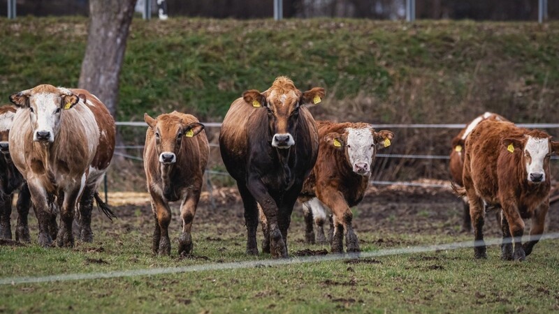 Einige Rinder auf einer Weide bei Rottenburg. Die Familie Lang gehört neben Familie Forstner und Biohof Butz zu den Bezugsquellen für Rottenburger Weiderind.